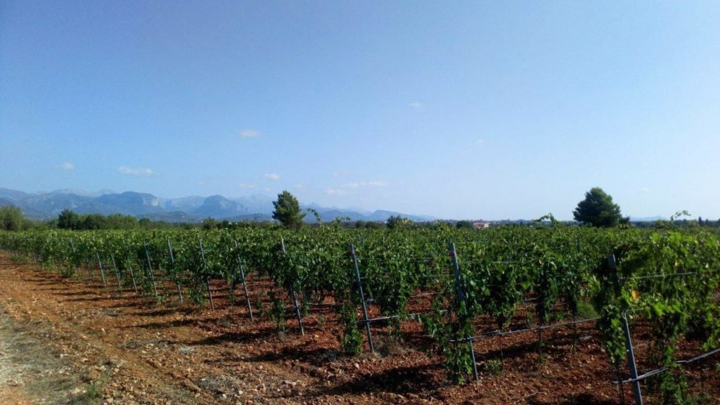Mallorca vineyard, Santa Maria, Spain