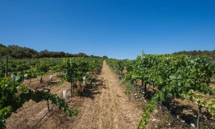 vineyard on mallorca