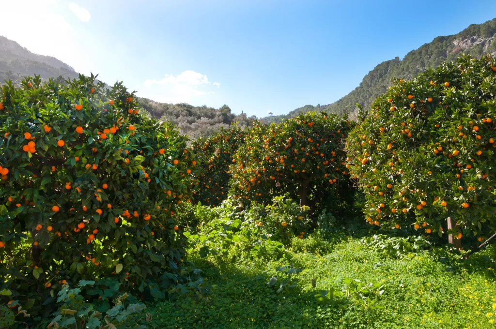 oranges in the soller valley