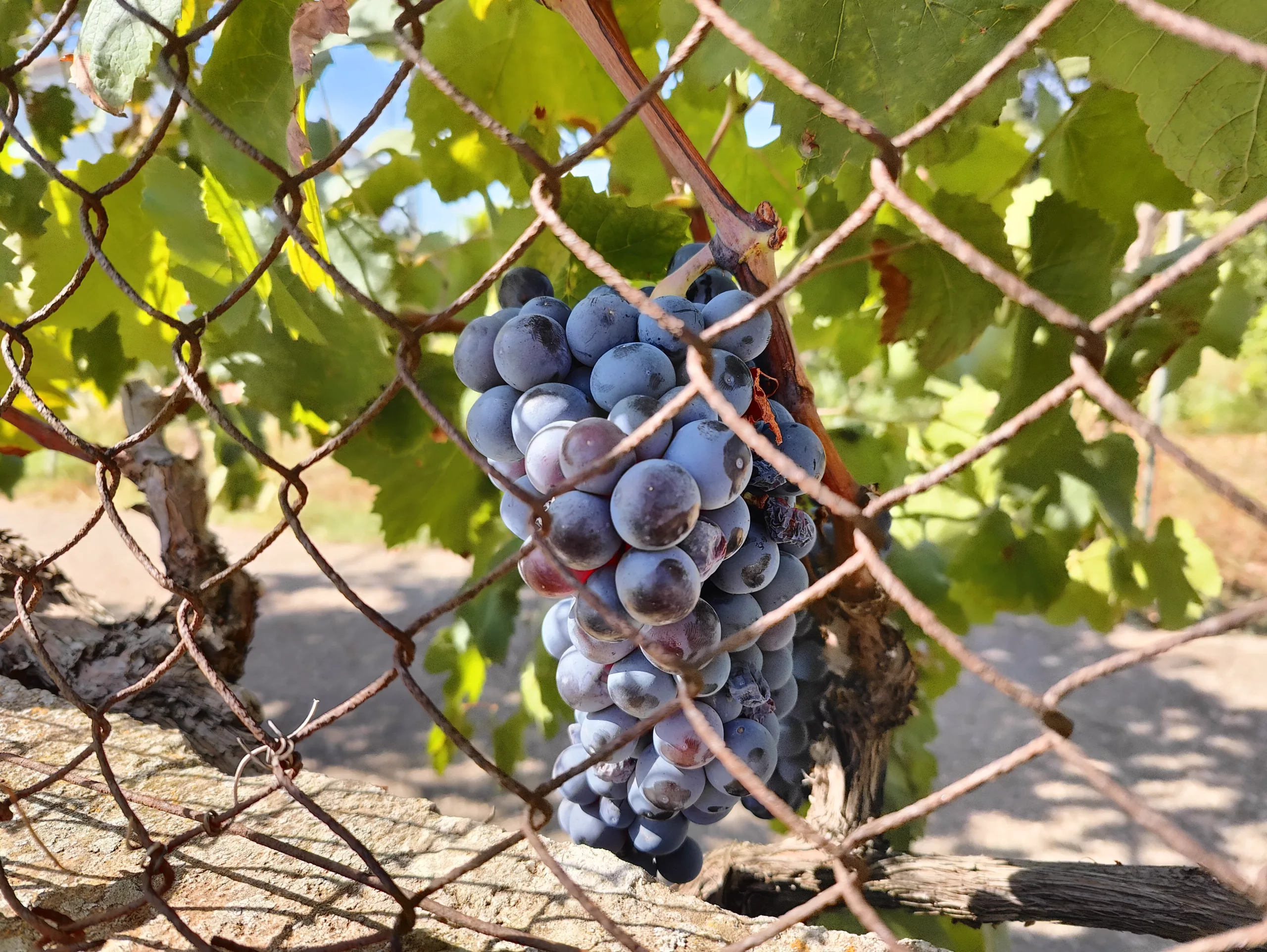 Mantonegro grapes in Mallorca