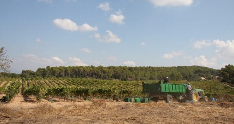 Can Majoral vineyard