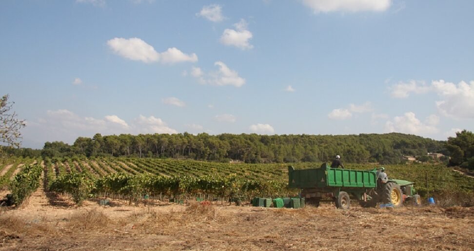Can Majoral vineyard