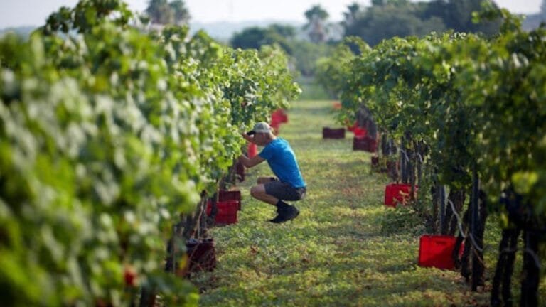 Bodega Miquel Oliver
